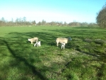 eerste lammeren buiten 1 