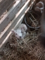 Kleine lammetjes 