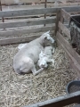 eerste 3ling 