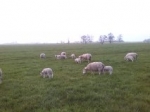 Schapen en lammeren van huis 1