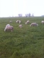 Schapen en lammeren van huis 2